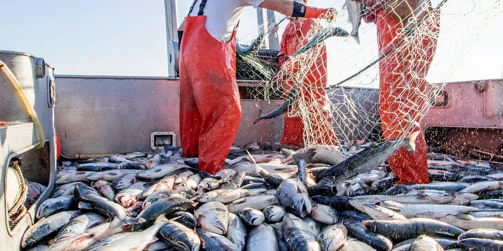 Bristol Bay's salmon fishing season is set to peak later this month.