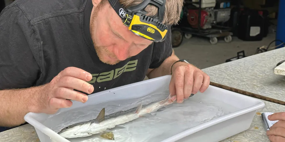 Norce-forskar Christoph Postler tel lus på fisken. Bildet er tatt i samband med ei anna sak.