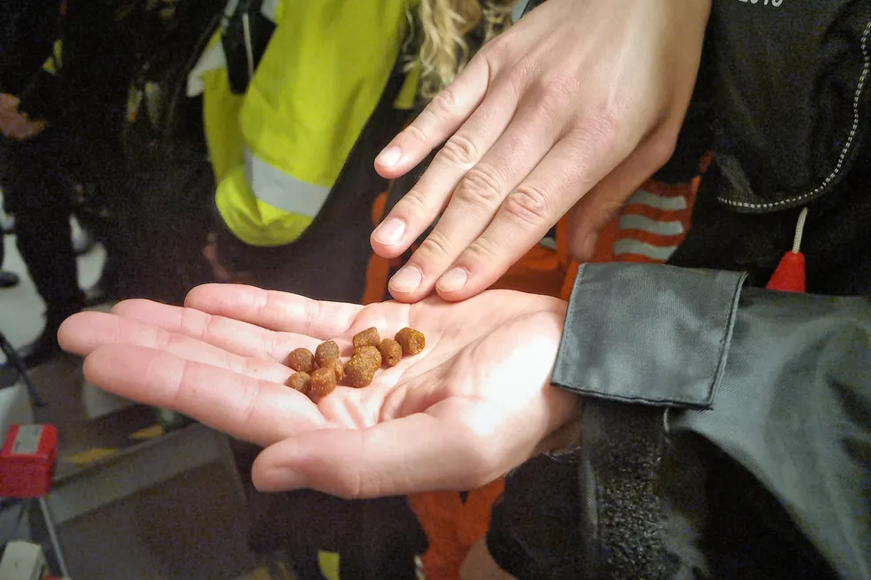 Lerøy skal begynne å bruke kyllingmel i fiskefôret. Her blir fôr vist fram til en gruppe studenter som besøker Lerøys anlegg i Øygarden.