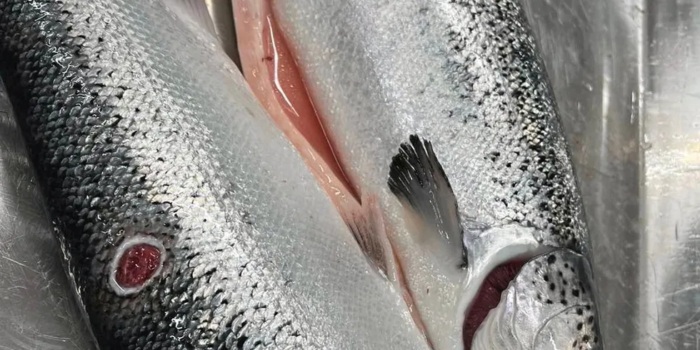 I første kvartal slet Mowi med mye nedklasset fisk som følge av vintersår. Nøyaktig hvor mye, vil ikke selskapet opplyse. Bildet viser fisk med vintersår, men det er ukjent hvilket selskap som produserte nøyaktig denne fisken.