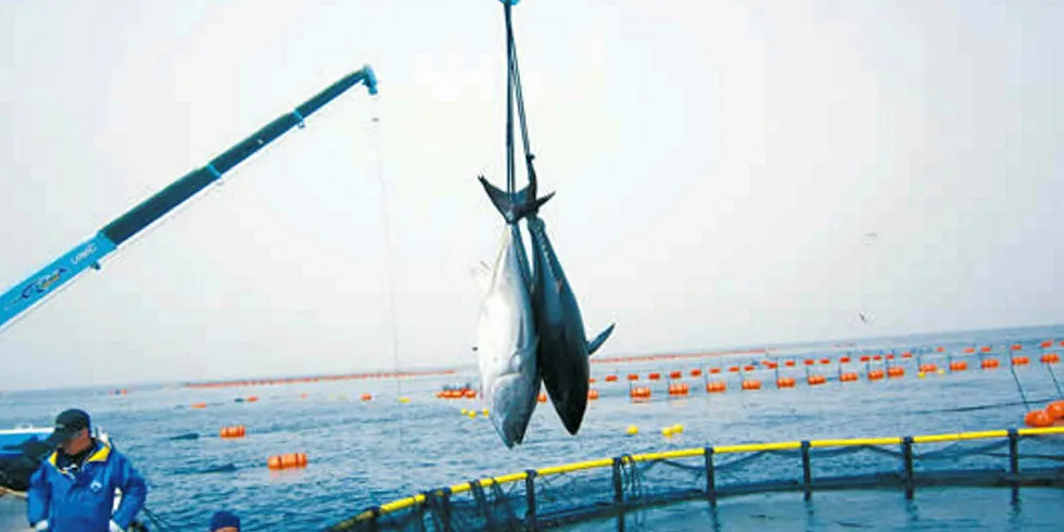 Sojitz bluefin tuna farm.