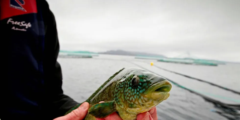 LUSEKNEKKER: Leppefisk er et av tiltakene mot lakselus og Søsand leppefisk tjener godt på å fiske leppefisk.