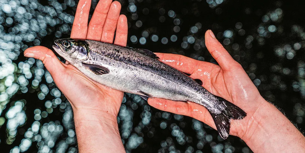 Scottish Sea Farms has adopted a holistic approach to fish health and welfare, with vets involved in farm management, and this has helped to bring down antibiotic use to zero.