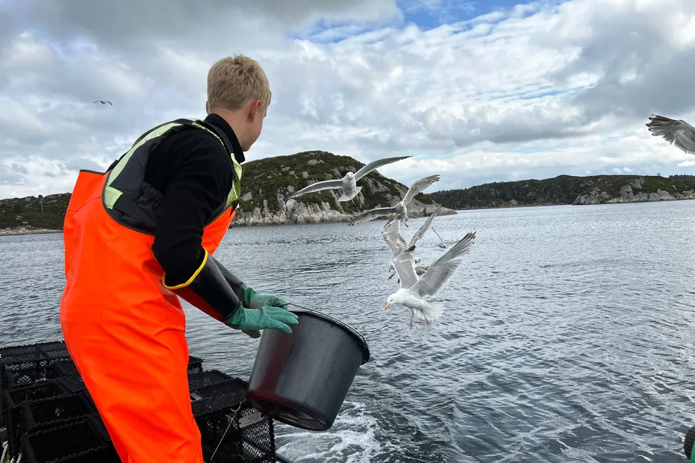 Denne ungdommen hadde sommerjobb som fisker etter leppefisk gjennom ungdomsfiskeordningen. Bildet er fra et tidligere år.