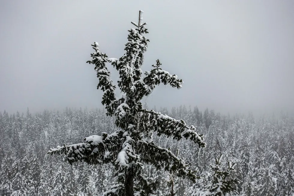 Sjølve trestamma, den vi vanlegvis tek ut, har eit lågt næringsinnhald. Foto: Per Thrana