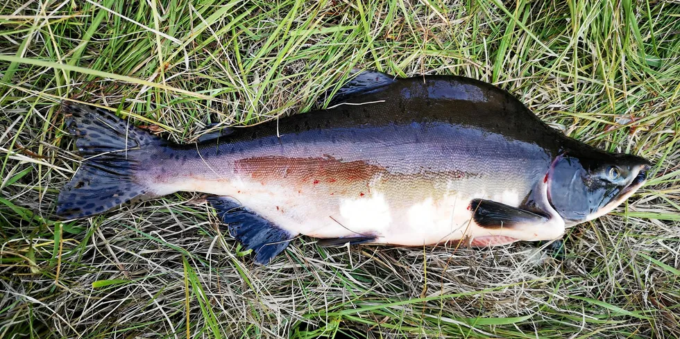 Pukkellaksen kan bli opptil 50 cm og veie mellom 1-kilo. Den er lett å kjenne igjen med pukkelen på ryggen.