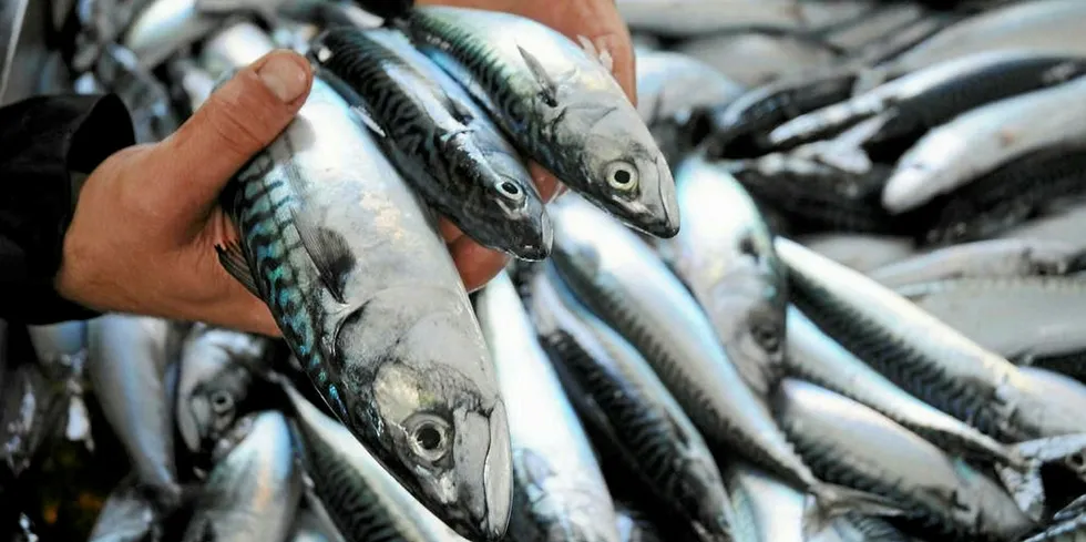 ICES advises lower mackerel catch in 2021.