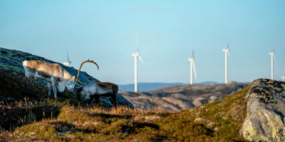 Partene står steilt imot hverandre i vindparkene Storheia og Roan på Fosen. Høyesterett ga reindriftssamene rett i at deres rettigheter er krenket.