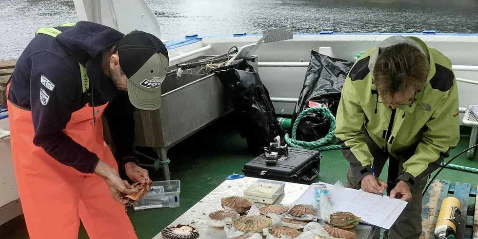 REGISTRERES: Her måles og registreres kamskjell under forskningstoktet i Lofoten nylig.Foto: Havforskningsinstituttet