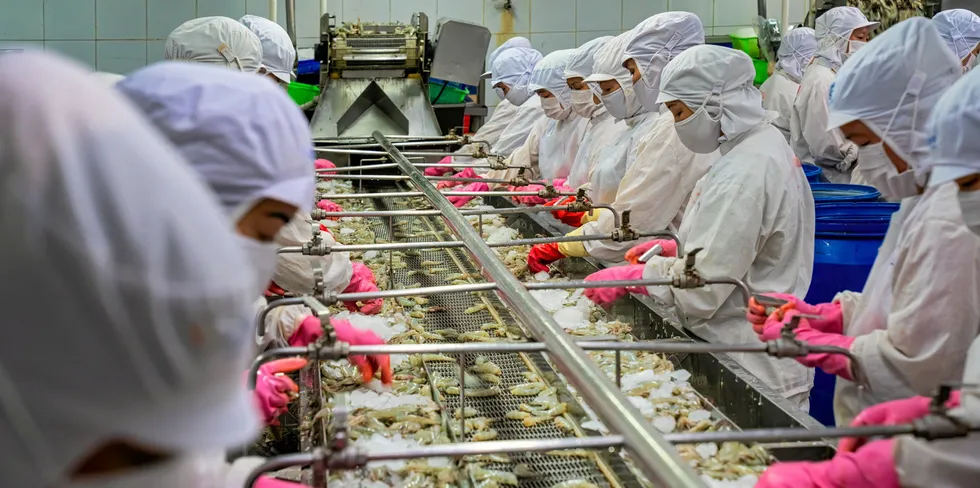 Process shrimp at factory in Vietnam . shrimp processing vietnam.