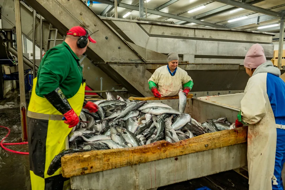 Hvitfiskmottaket på Træna har ifølge Råfisklagets landingsopplysninger tatt imot 114 tonn hvitfisk de siste 14 dagene.