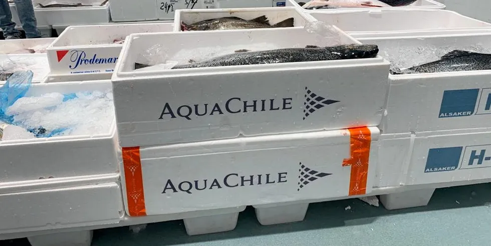 AquaChile owner expects prices to remain strong.