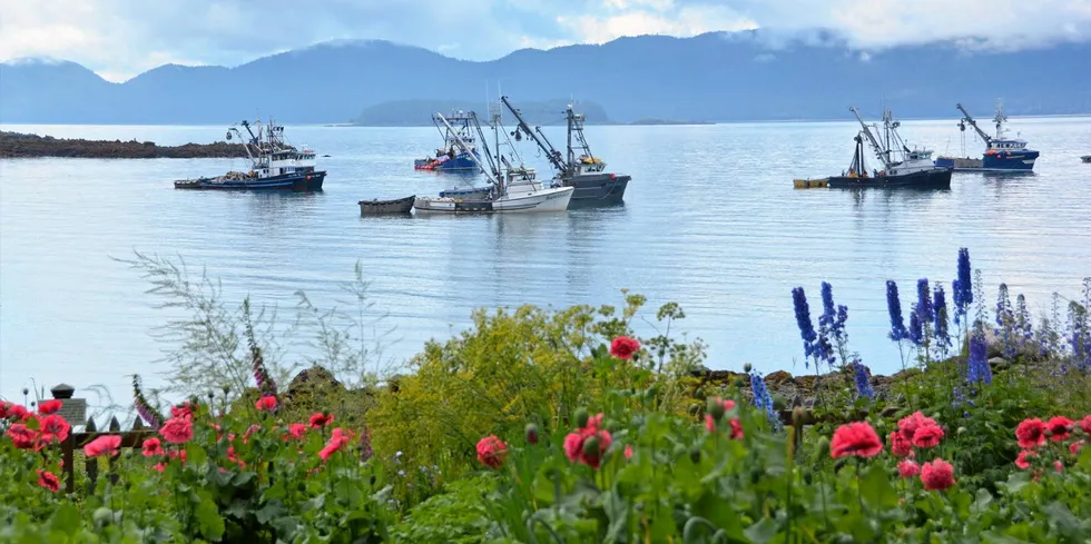 Pink salmon are coming in higher than expected in Southeast Alaska.