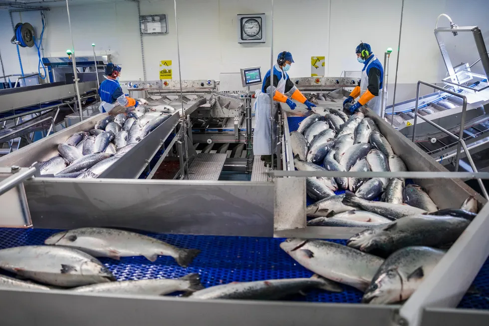 I gjennomsnitt dør 15 prosent av fisken ved norske matfiskanlegg hvert år. I flere anlegg er dødeligheten over 30 prosent, skriver artikkelforfatterne. illustrasjonsfoto.