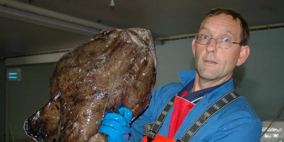 Ti kilos breiflabb levert til Snorre Seafood AS sitt fiskemottak på Raudeberg. Arkivfoto: Einar Lindbæk