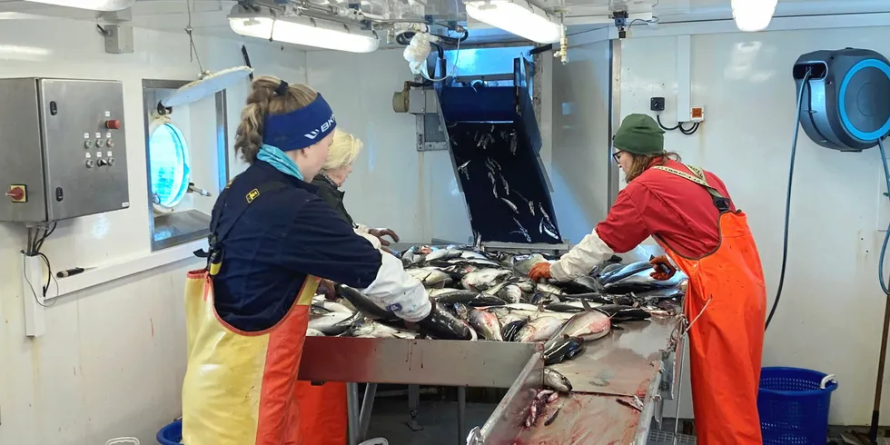 Fangsten fra mandagens siste tråltrekk behandles i laboratoriet om bord på «Johan Hjort». Den jobben tar Celina Eriksson Bjånes, (f.v.) Hildegunn Mjanger og Silje Seim seg av.