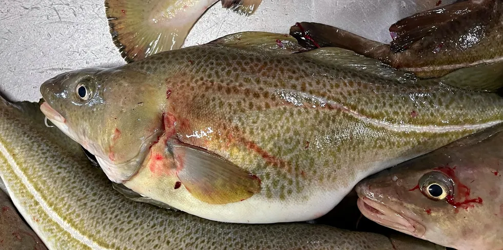 DNA-prøver tyder på at oppdrettstorsken lokale fiskere på Helgeland fikk i garnene i januar, stammet fra Norcods anlegg i Meløy. Nå er oppdrettsselskapet anmeldt.