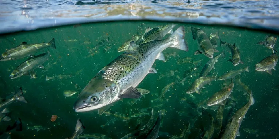 Forrige uke kom Mowi ut med 2021-utgaven av sin industrihåndbok for oppdrett, som blant annet vurderer hvem de største aktørene i hvert lakseproduserende land er. Her fra et av selskapets anlegg i Canada.