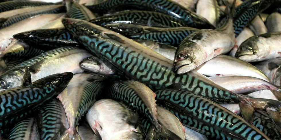 Norway to triple mackerel quota through 2020