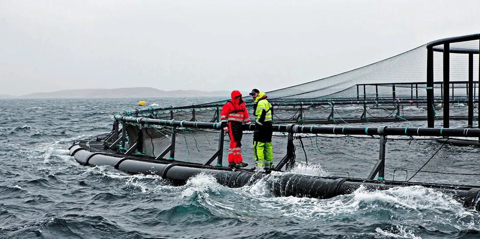 Regjeringen skal legge frem en ny stortingsmelding om dyrevelferd.