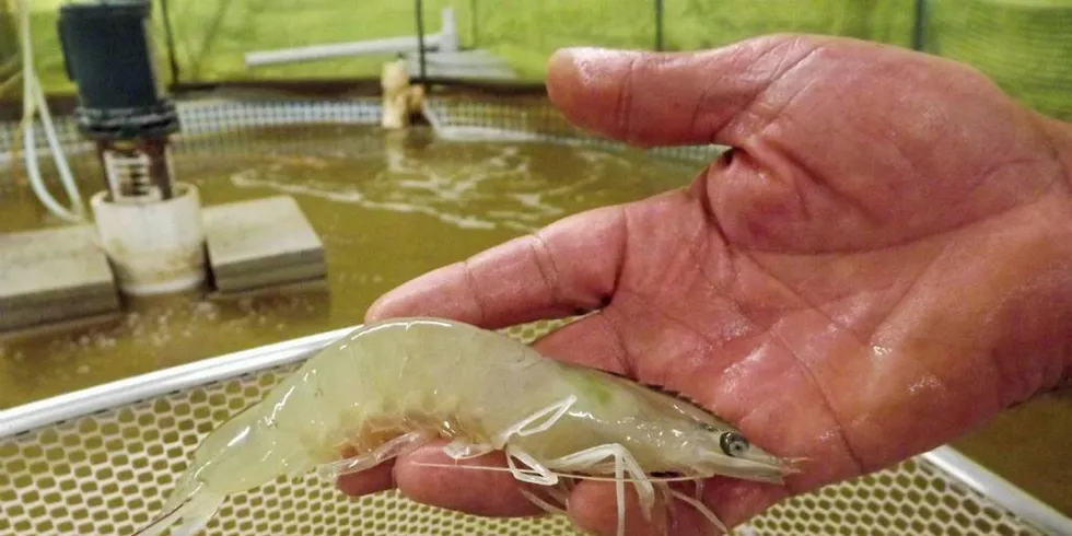 A handful of Pacific white shrimp similar to what The Big Shrimp Company grows.