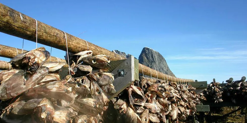 Torskehoder hengt på Sakrisøy i Lofoten. Foto: Geir Bjørn Nilsen