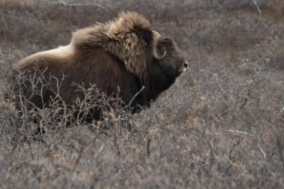 Preservation prevails: a musk ox in Kangerlussuaq, Greenland