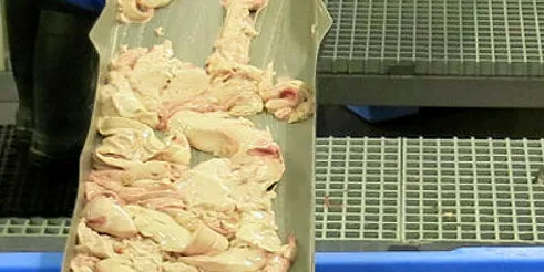 VERDIFULLE BIPRODUKTER: Et enzym fra torskelever som selskapet ArcticZymes i Tromsø har patent på, brukes i Covid-19 tester. Her er det Tobø Fisk i Havøysund som tar vare på torskelever.