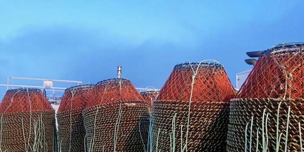 Snøkrabbeteiner.Foto: Sten Siikavuopio, Nofima