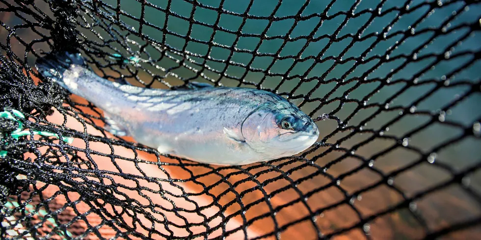 På Havforskningsinstituttet (HI) forskes det hver dag på effekten en rekke midler har, både på fisken, på matvaretrygghet og på miljøet.