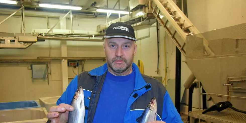 KVALITET: Førsteklasses sild, konstaterer Ernst Iseli hos Hopen Fisk.Foto: Frank Einar Iversen