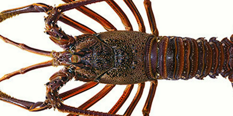 Western Australia rock lobster.