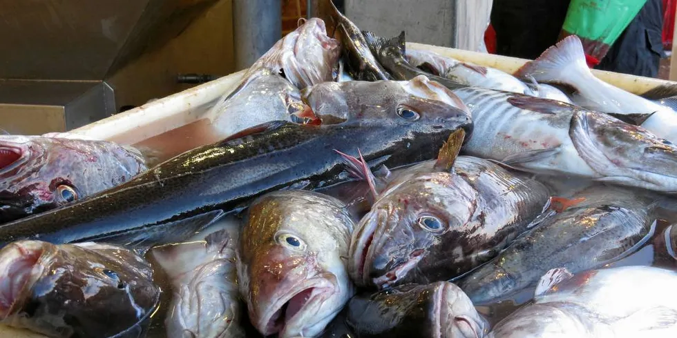 REDUSERES? Noe må gjøres hvis ikke ferskfiskeordningen og torskelandingene i Finnmark skal gå mot en rask slutt.Foto: Jon Eirik Olsen