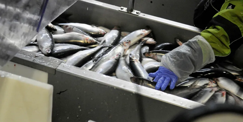 SILD: Økt foredling kommer neppe av seg selv, skriver Audun Iversten. Her fra filetfabrikken til Pelagia Måløy.