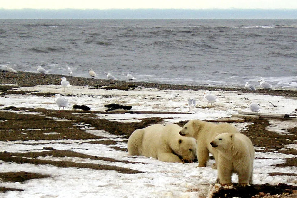 Home to polar bears and caribou: the Arctic National Wildlife Refuge