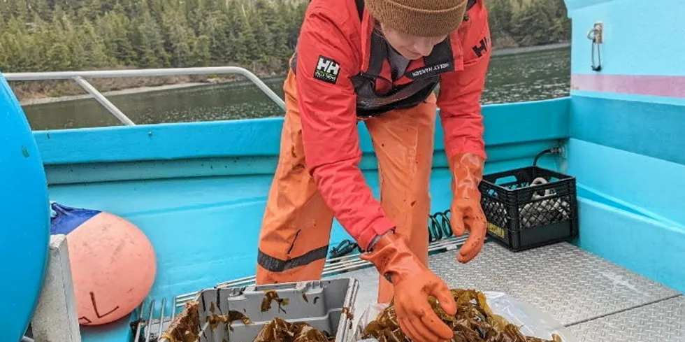 Kelp farming is growing in Alaska.