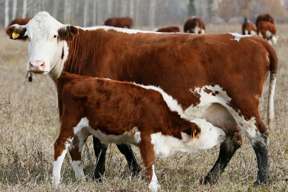 Methane on four legs: Australian operators are detecting and reducing emissions.