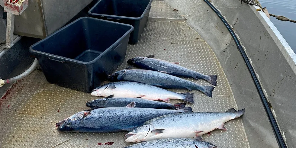 Rundt 8.400 laks med snittvekt på 7 kilo rømte nylig fra Lerøy-lokaliteten Reitholmen.