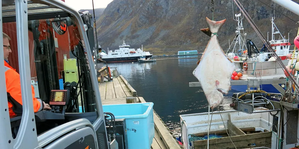 Landing av kveite i Øksfjord nå i oktober.