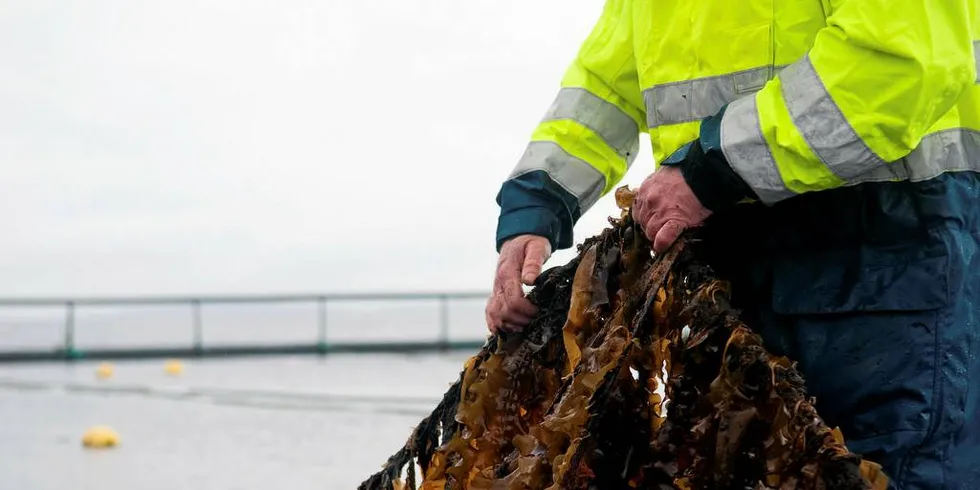 Lerøy er blant dem som produserer tare, og er industripartner forskningsprosjektet.Foto: KJERSTI KVILE