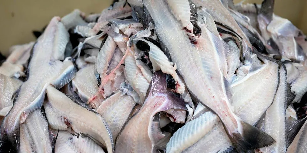 FOREDLING: Fiskefileter som har vært gjennom fileteringsmaskinen.
