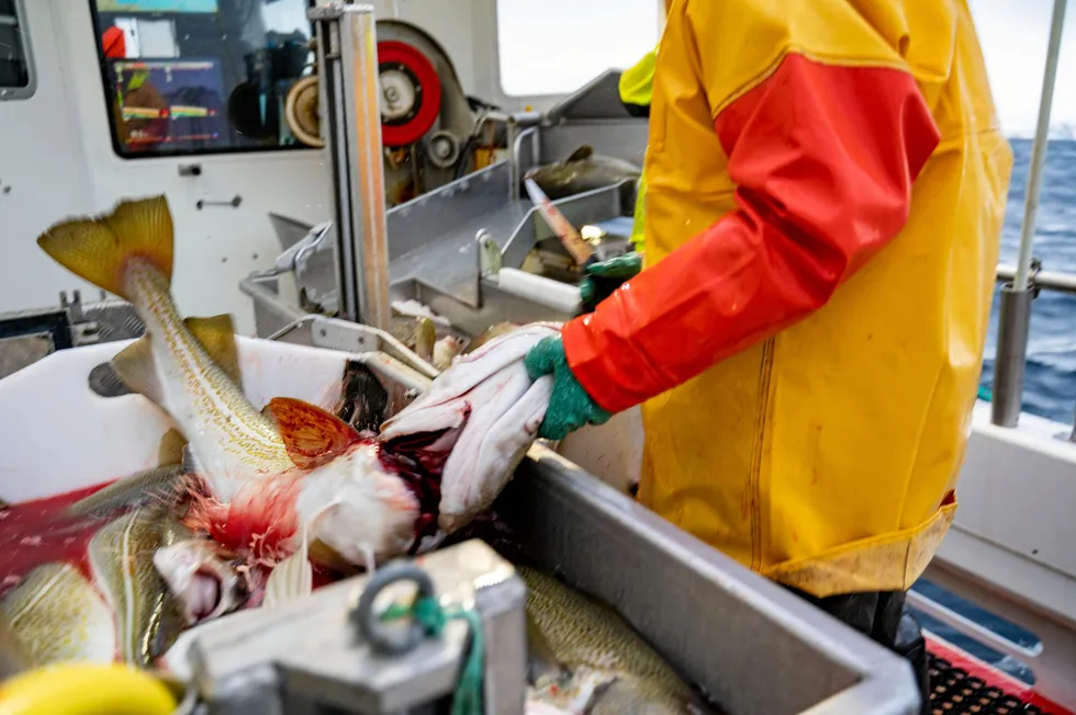 Hvitfisksektoren på Island venter at markedet vil forbli sterkt og at prisene vil øke ytterligere etter det foreslåtte kvotekuttet i Barentshavet.