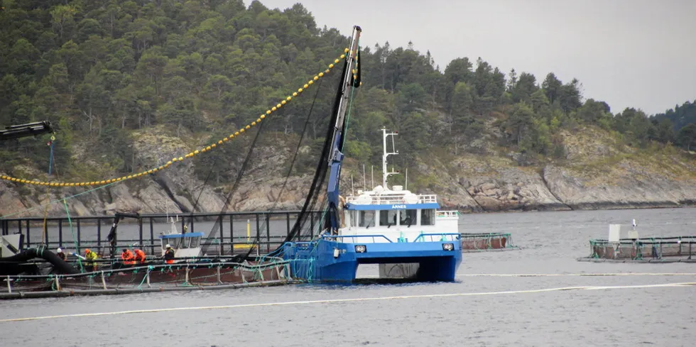 Mowi har nylig avluset lokaliteten Alsåkervik, hvor det er stamfisk. Illustrasjonsfoto – hverken båten eller lokaliteten på bildet er direkte relatert til saken.