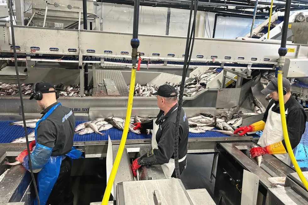Båtsfjordbruket, en av filetfabrikkene i Båtsfjord, holder for øyeblikket aktiviteten i gang med tilkjørt råstoff.