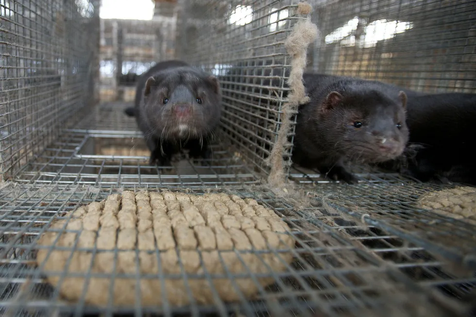 Er det riktig å avvikle pelsdyrnæringen i Norge, samtidig som den i Europa er i den største omveltningen noensinne, spør innleggsforfatteren. Her en mink fra en pelsdyrfarm. Foto: Alf Ove Hansen / NTB Scanpix