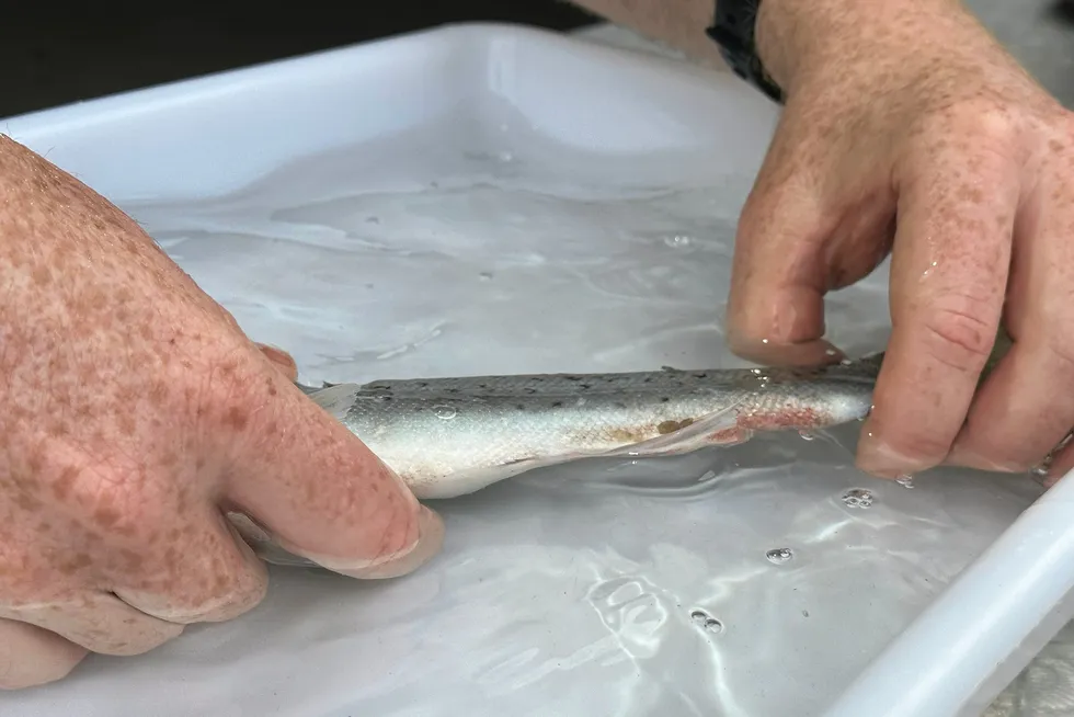 Lakselus er oppdrettsnæringas store svøpe og er et problem for både vill og oppdrettet laksefisk. Her er tydelige merker på en villfisk som har fått lakselus.