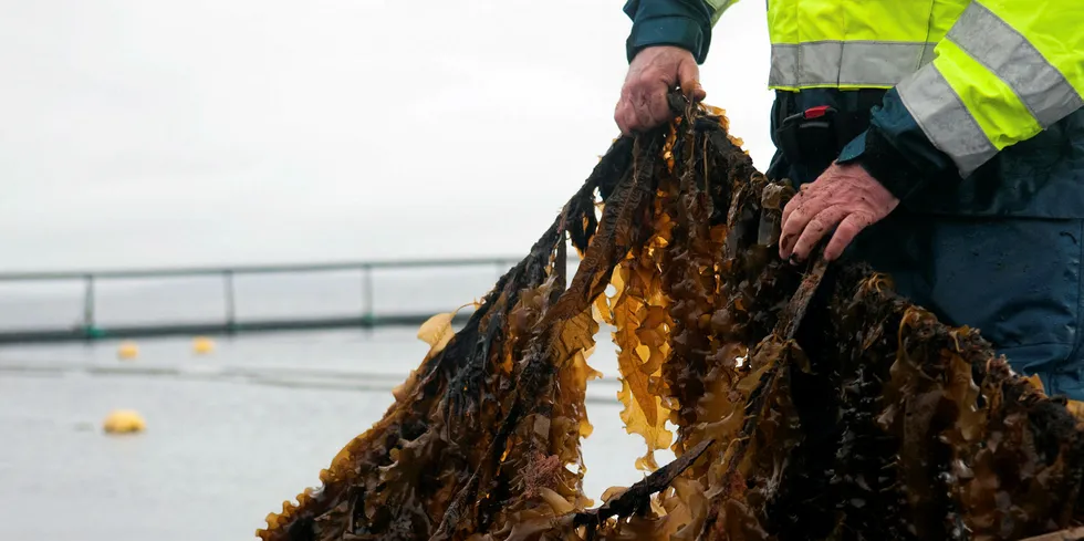 Lerøy og Bellonas selskap Ocean Forest har satt i gang algeproduksjon på Rongøy utenfor Bergen - et samarbeid som startet i 2013.