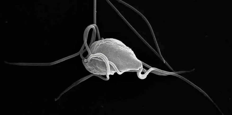 Small but deadly: Spironucleus salmonicida.