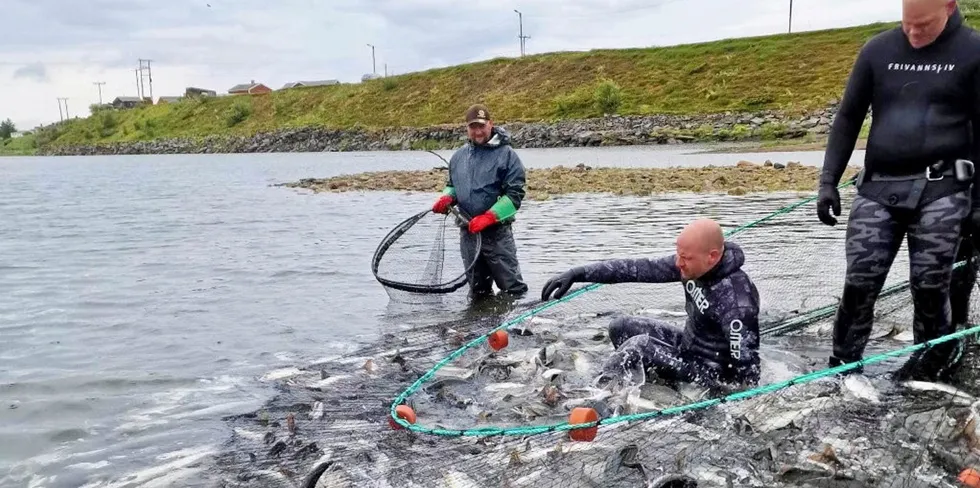 Vidar Isaksen er daglig leder i Vestre Jakobselv jeger- og fiskerforening som arbeider med å fange pukkellaksen som kommer fra sjøen og opp i elva. 5. juli fikk foreningen 4000 pukkellaks i én fangst.