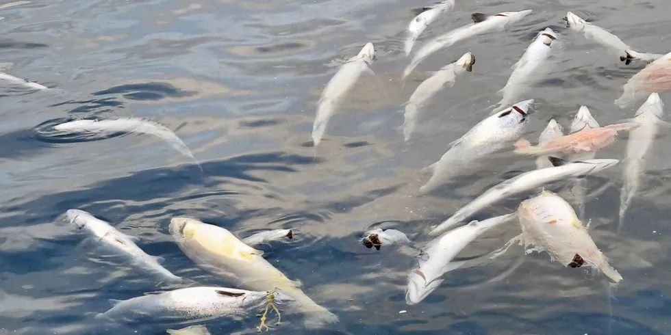 Livløs fisk flyter rundt - bilde er tatt av Mattilsynet i forbindelse med tilsynets uanmeldte inspeksjon ved bløggebåten «Seivik» ved Lerøy Seafoods oppdrettsanlegg på Reitholmen.